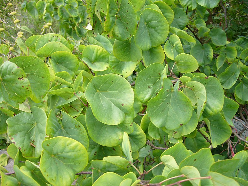 File:Cercis siliquastrum - leaves.jpg