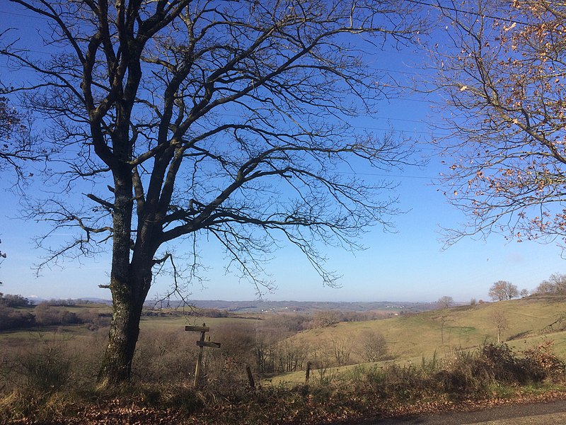 File:Chêne sur les coteaux de Pamiers.jpg