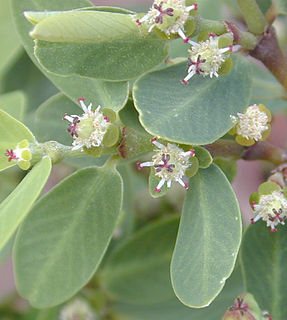 <i>Euphorbia celastroides</i> Species of plant in the family Euphorbiaceae