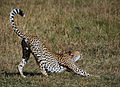 Cheetah (8351258617).jpg