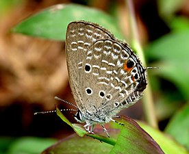 Chilades pandava (Plains Cupid)