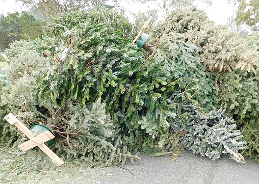 Christmas tree recycling