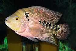 Cichlidae fish 2008 G1.jpg