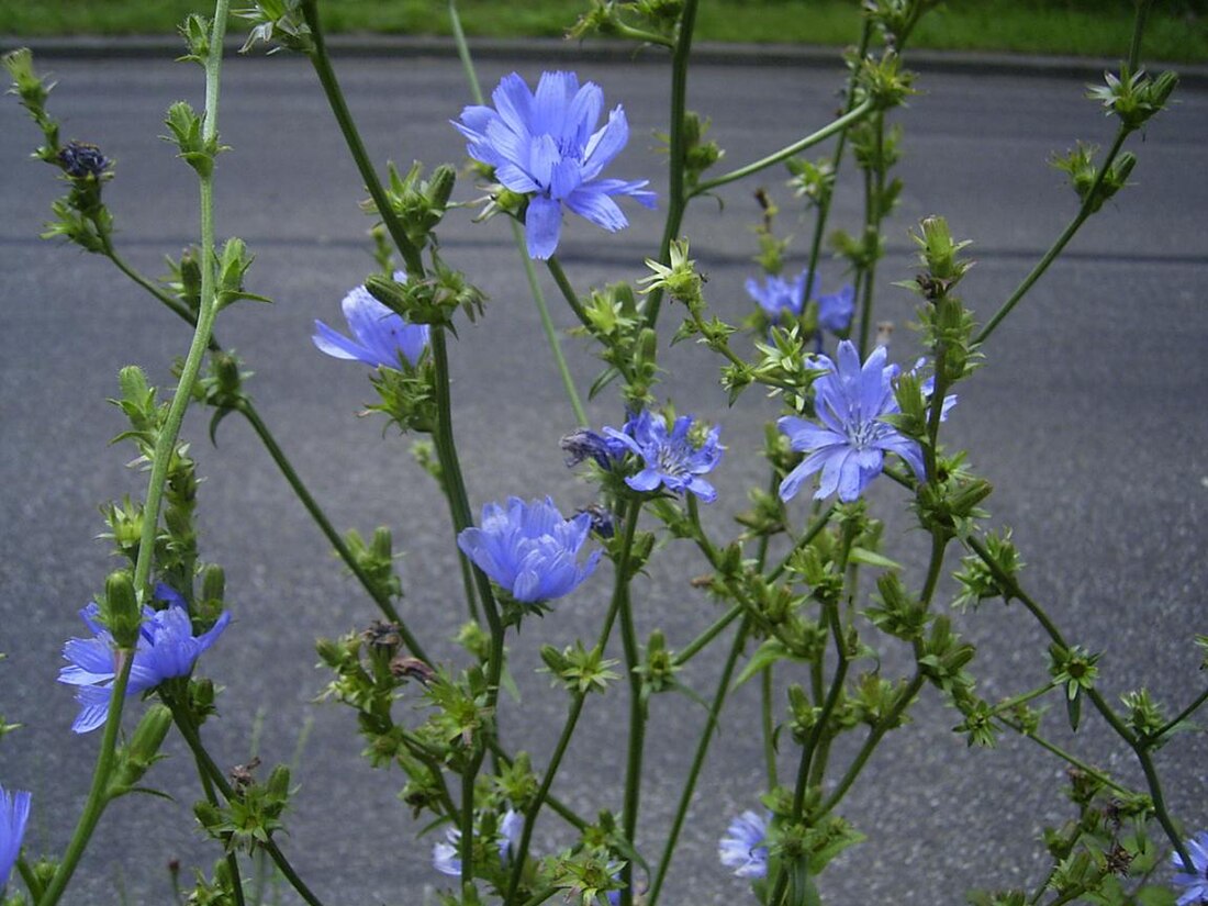 Sokkerai (Cichorium intybus)