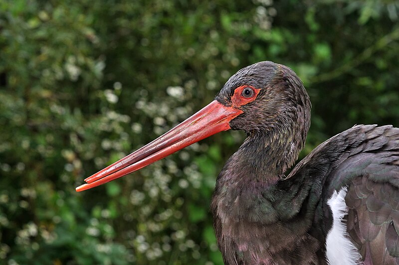 File:Ciconia nigra qtl1.jpg