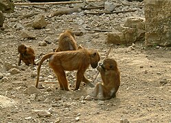 Gradina zoologica Cetatea Besanconului 07.jpg