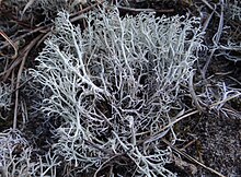 Cladonia a1.JPG