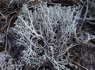 <i>Cladonia mitis</i> Species of lichen