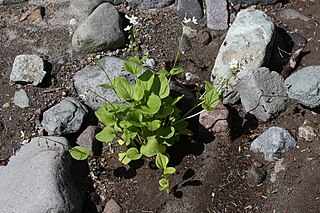 <i>Claytonia cordifolia</i> species of plant