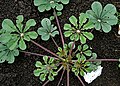 Cleome chelidonii ind AP W IMG 0119. jpg