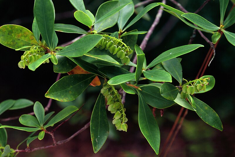 File:Cliftonia monophylla.jpg