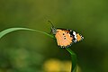 * Nomination Close Wing Basking of Danaus chrysippus (Linnaeus, 1758) - Plain TigerThis image was uploaded as part of Wiki Loves Butterfly. --TAPAN1412 16:05, 15 December 2023 (UTC) * Decline  Oppose not in focus --Charlesjsharp 18:28, 15 December 2023 (UTC)