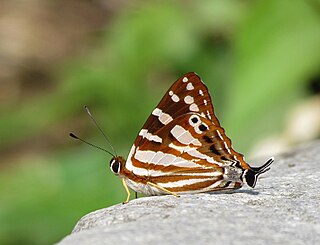 <i>Dodona egeon</i> Species of butterfly