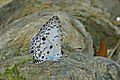 * Nomination Close wing posture Basking of Megisba malaya (Horsfield,1828) – Malayan (Male) (by Sandipoutsider) --Atudu 08:25, 9 January 2020 (UTC) * Decline  Oppose Unsharp and shows disturbing CA. Sorry. --Ermell 13:39, 9 January 2020 (UTC)