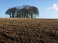 Clump of trees, Totnes Down Hill - geograph.org.uk - 1240461.jpg