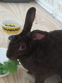 Rex rabbit - Wikipedia