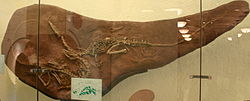 Thumbnail for File:Coelophysis bauri.jpg