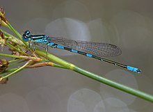 Coenagrion scitulum (50849317743).jpg