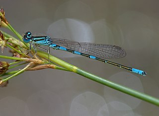 Dainty damselfly Species of damselfly