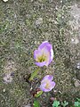 Colchicum bornmuelleri inner side of flowers