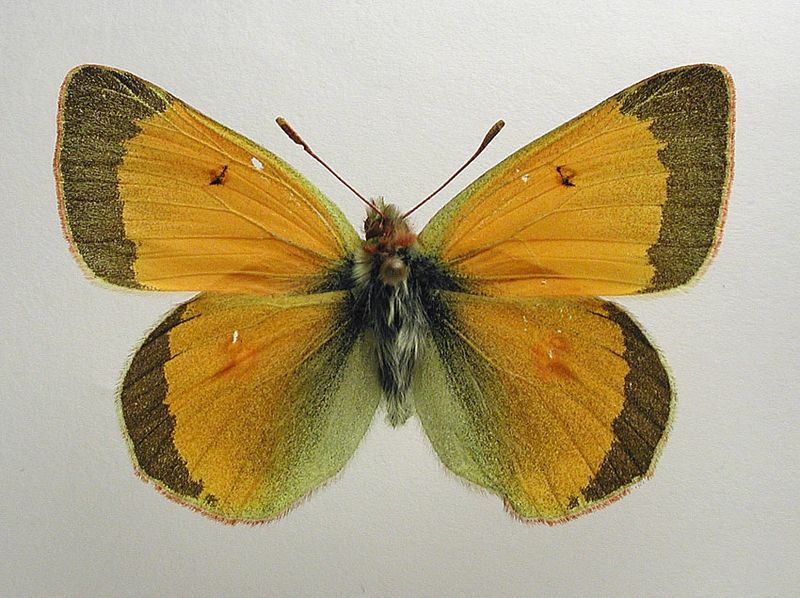 File:Colias hecla m.jpg