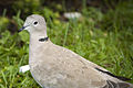 Collared dove.jpg