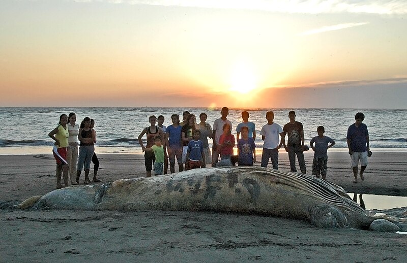 File:Colossal Squid A.jpg