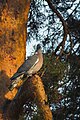 Columba palumbus sitting.jpg