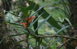 Columnea querceti 1.jpg