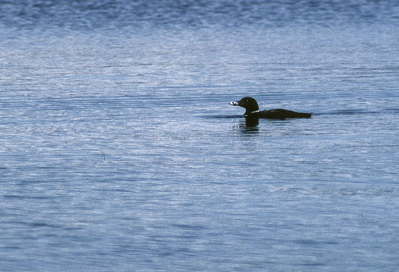 File:Common Loon - Yellowstone NP - USA Image4 (15195371668) (2).jpg