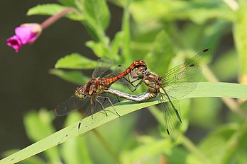 Libélulas-seta-vermelha (Sympetrum striolatum) nos Reais Jardins Botânicos de Kew, Richmond upon Thames, sudoeste de Londres. Os odonatos (libélulas e donzelinhas) podem voar durante o acasalamento. É uma libélula da família Libellulidae nativa da Eurásia. É uma das libélulas mais comuns na Europa, ocorrendo numa grande variedade de corpos de água, embora com preferência para reprodução em águas paradas como lagos e lagoas. Os adultos podem ser vistos voando durante todo o ano no sul da Europa, mas nas regiões do norte ocorrem de junho a novembro. (definição 3 528 × 2 352)