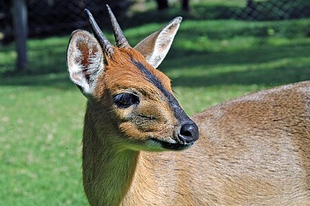 Common duiker kenya.jpg