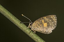 Common epitolina (Epitolina dispar) female underside Ankasa.jpg