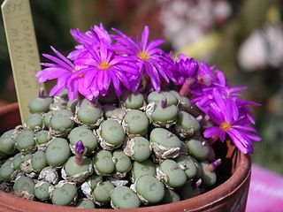 <i>Conophytum minutum</i> Species of flowering plant