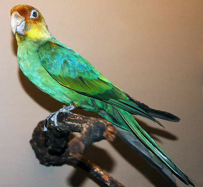 File:Conuropsis carolinensis (Carolina parakeet).jpg