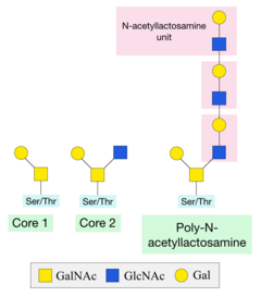 Common O-GalNAc core structures; Core 1, Core 2 and poly-N-acetyllactosamine structures. Core1, Core 2 and Poly-N-acetyllactosamine structures.png