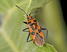 Corizus hyoscyami MHNT Dos.jpg