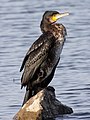 * Nomination: Cormorant (Phalacrocorax carbo) --Raghith 15:18, 25 July 2011 (UTC) * * Review needed