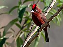 aves De Argentina