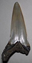 Cosmopolitodus hastalis tooth.jpg