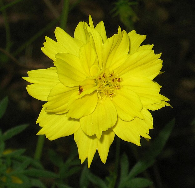 File:Cosmos caudatus, Mangunharjo Orchard, Dlingo, Yogyakarta.jpg