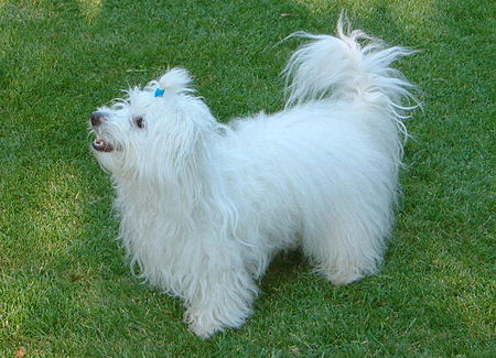 Tập_tin:Coton_de_Tular_1.jpg