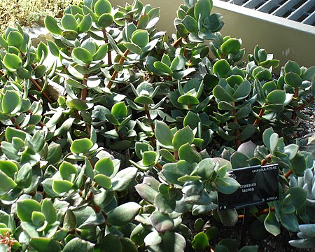 Crassula lactea.jpg