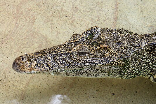 Crocodylus rhombifer - Wikiwand