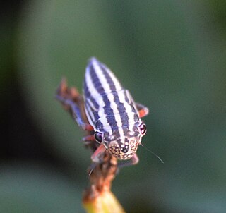 <i>Cuerna</i> Genus of leafhoppers