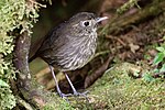 Thumbnail for Cundinamarca antpitta