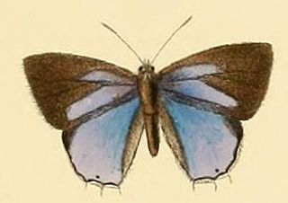 <i>Cupidesthes thyrsis</i> Species of butterfly