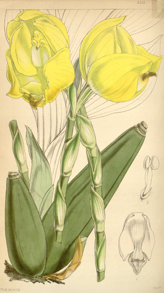 File:Curtis's Botanical Magazine, Plate 4313 (Volume 73, 1847).png