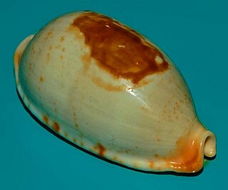 <i>Bistolida diauges</i> Species of gastropod