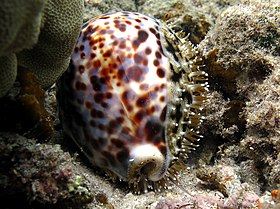 C. tigris em seu habitat, em Reunião, com o manto parcialmente cobrindo sua concha.